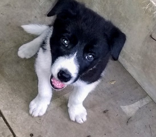 Border Collie puppy for sale + 56673