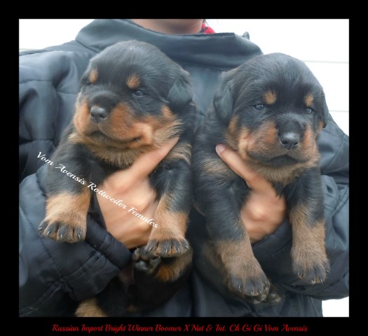 Rottweiler puppy for sale + 51065