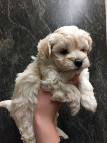Excellent Maltipoo Puppies Ready For Good homes