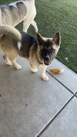 Akita/ Alusky 4 month old puppies
