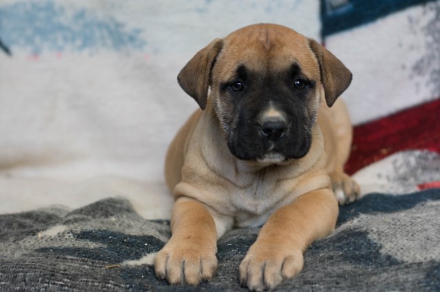Mastiff puppy for sale + 52268