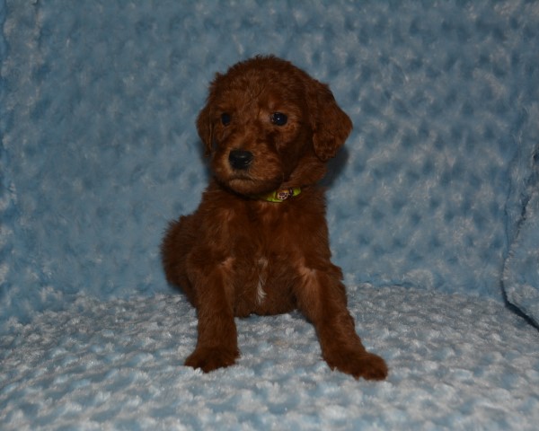 Red F1b Goldendoodles