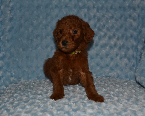 Red F1b Goldendoodles