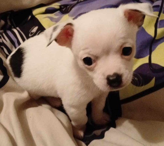 White with minimal black Chihuahua Female Puppy