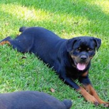 Rottweiler Puppies