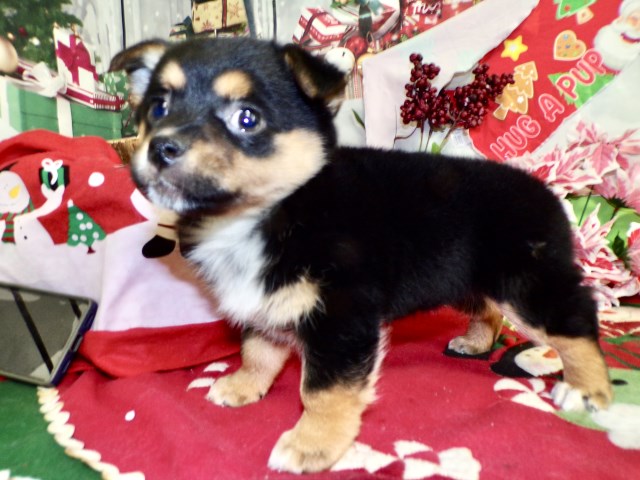 Jack Russell Terrier puppy for sale + 66980