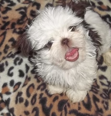 Shih Tzu puppy for sale + 64347