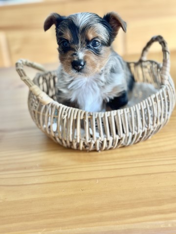 Blue Merle Yorkie