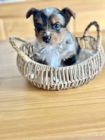 Blue Merle Yorkie Yorkshire Terrier for sale/adoption