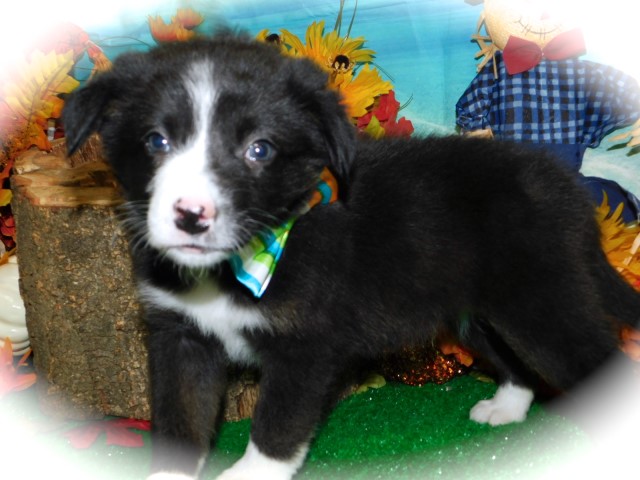 Border Collie puppy dog for sale in CHICAGO, Illinois