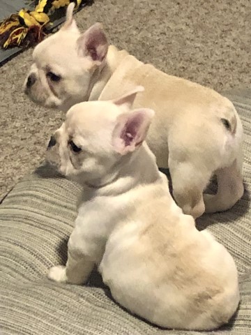 Cream Frenchies~2-Girls & 2-Boys left…