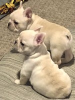 Cream Frenchies~2-Girls & 2-Boys left… French Bulldog for sale/adoption