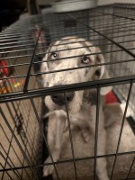 6 months old female Merle dane Great Dane for sale/adoption