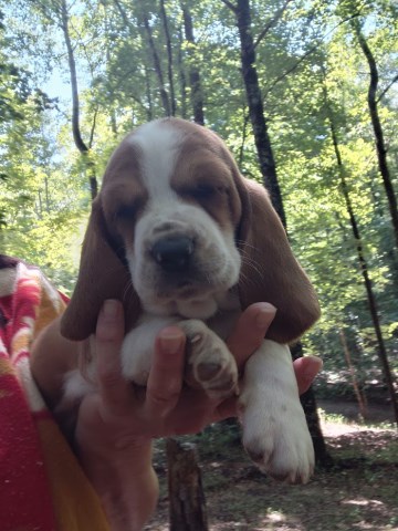 Basset Hound puppy for sale + 67163