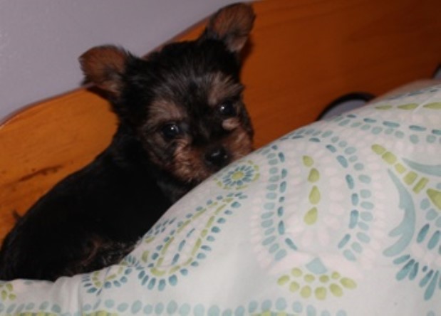 Yorkshire Terrier puppy for sale + 63700
