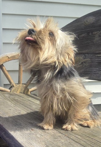 Yorkshire Terrier puppy for sale + 65982