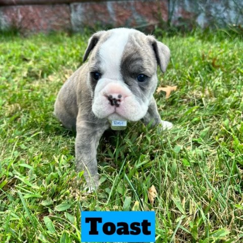 English Bulldog puppy for sale + 65213