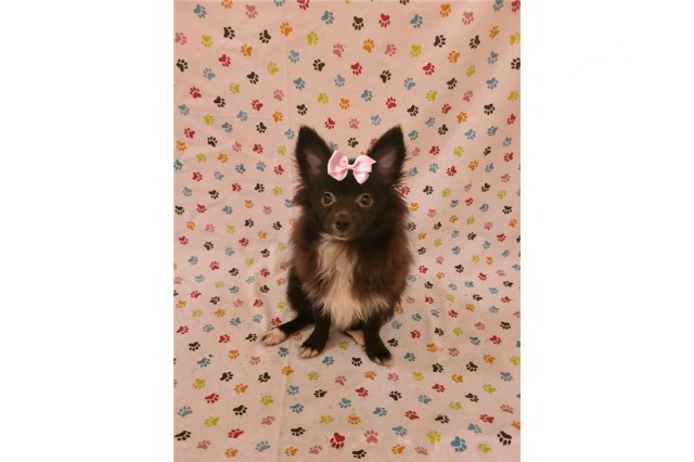 Pomeranian puppy for sale + 64767