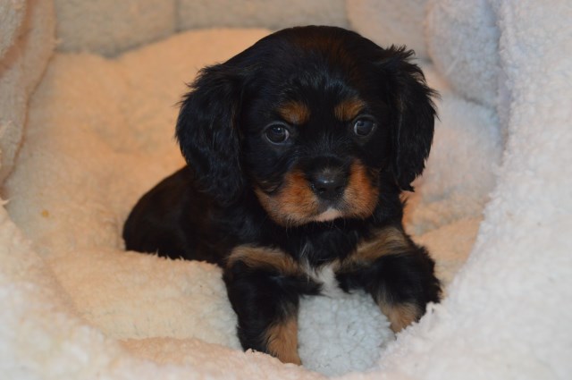 Cavalier King Charles Spaniel puppy for sale + 58074