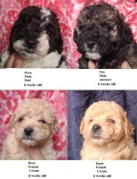 miniature poodles. Poodle Miniature for sale/adoption