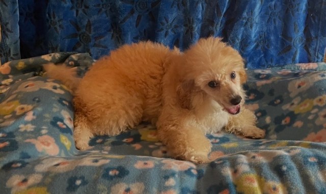 Poodle Toy puppy for sale + 67039