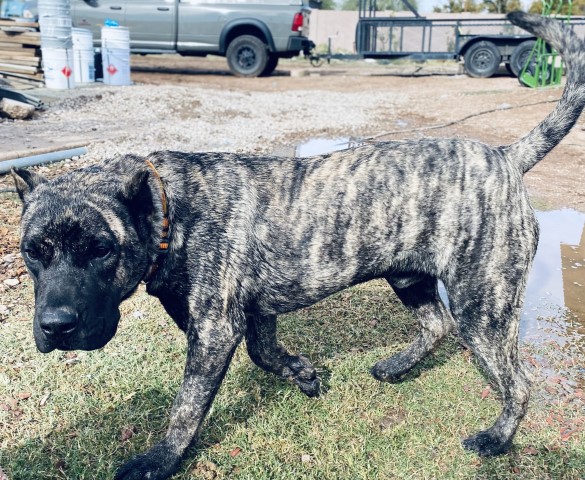 Perro De Presa Canario puppy for sale + 62809