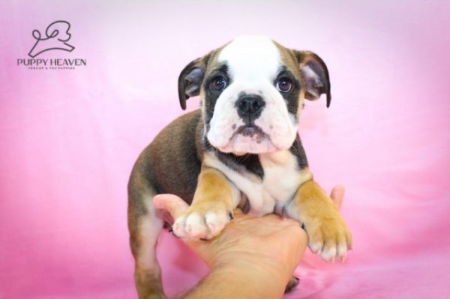 English Bulldog puppy for sale + 61143