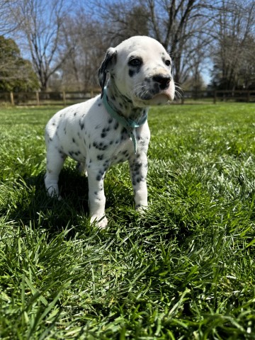 AKC Dalmatian Puppies