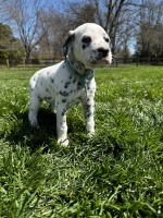 AKC Dalmatian Puppies Dalmatian for sale/adoption