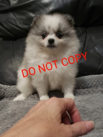 Stunning Blue Merle Parti Pomeranian Puppy for Sale