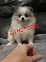 Stunning Blue Merle Parti Pomeranian Puppy for Sale Pomeranian for sale/adoption