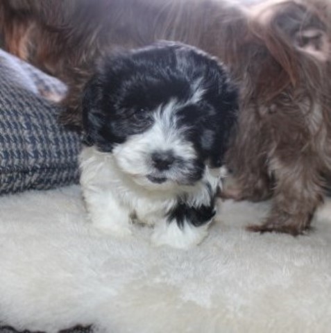 Shih Tzu puppy for sale + 66366