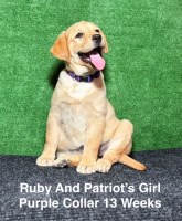 AKC Fox Red Female Labrador Puppy Labrador Retriever for sale/adoption