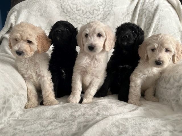 F1B Medium Goldendoodles - READY NOW