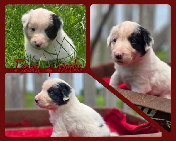 Border Collie puppy for sale + 66618