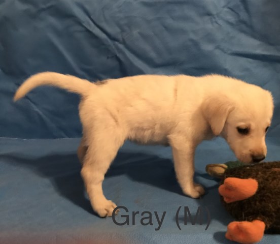 Labrador Retriever puppy for sale + 52860
