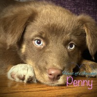 Akc standard Aussies Australian Shepherd Dog for sale/adoption