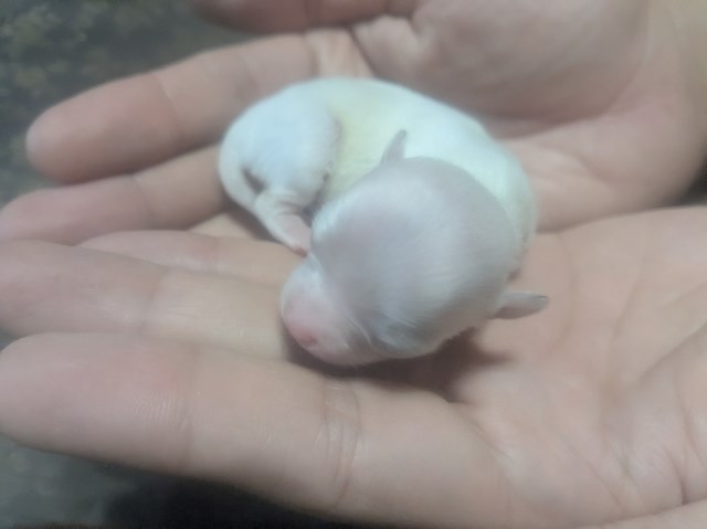 Chihuahua puppy for sale + 67099