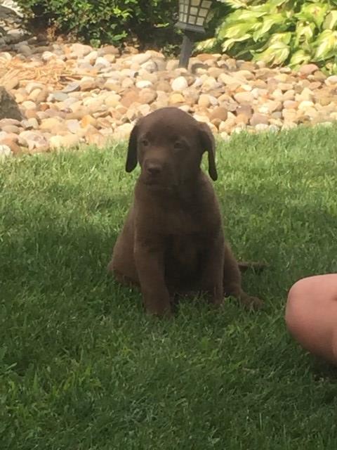 Labrador Retriever puppy for sale + 49655