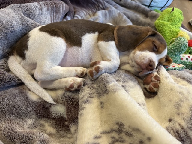 Beagle puppy for sale + 66353