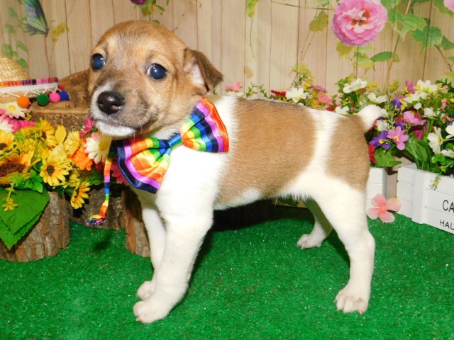 Jack Russell Terrier puppy for sale + 65368