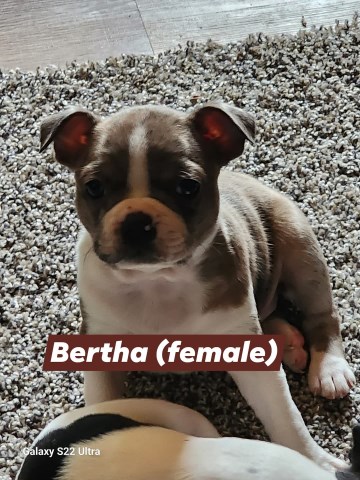 Boston Terrier puppy for sale + 66546