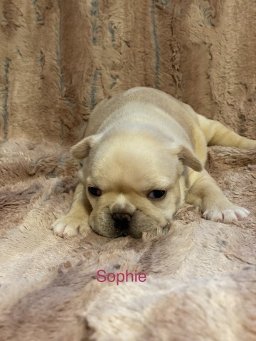 Sophie - Sweet baby Frenchie