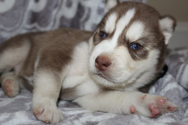 Husky Puppies for sale