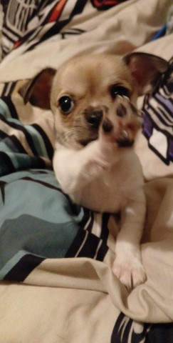 Gray sable in brown markings on white Chihuahua Female Puppy