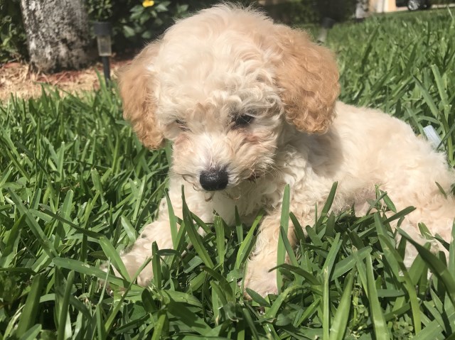Adorable Male Purebred Toy Poodle
