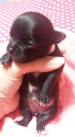 Chihuahua puppy for sale + 62090
