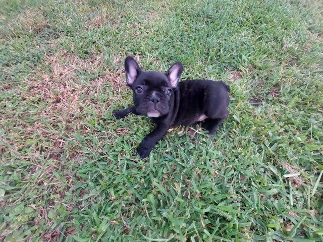 French Bulldog puppy for sale + 64013