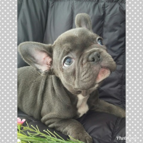 French Bulldog Blue female puppy