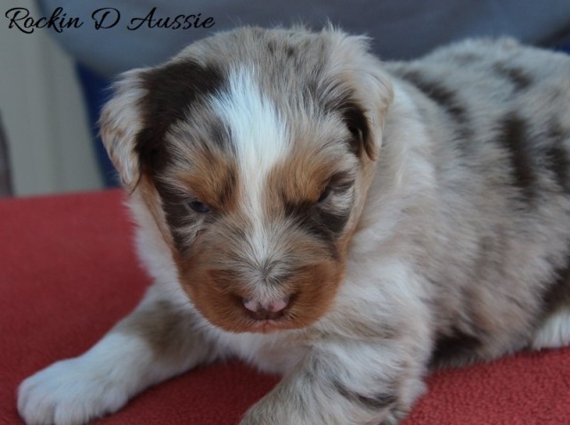 Australian Shepherd Dog puppy for sale + 64789